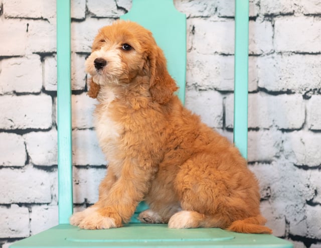 A picture of a Banji, one of our Mini Goldendoodles puppies that went to their home in Illinois