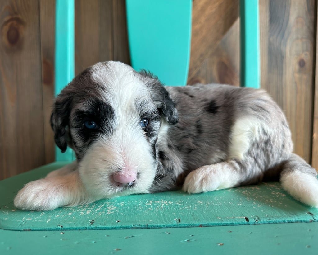 Kathy is a Standard Sheepadoodle Puppy Sold As Of 07/31/2023