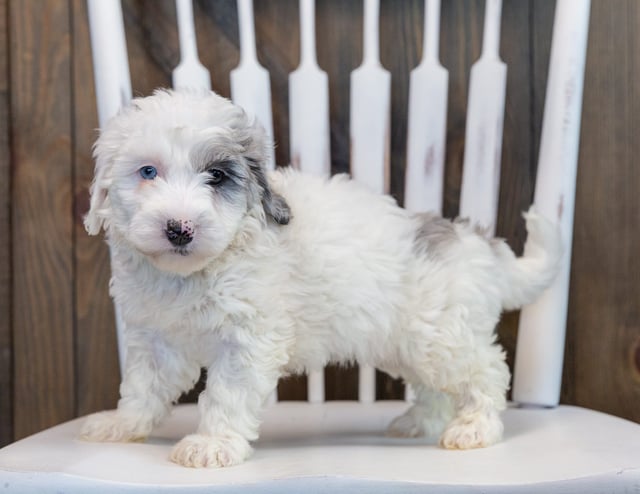 Olive is an F1B Sheepadoodle that should have  and is currently living in Illinois