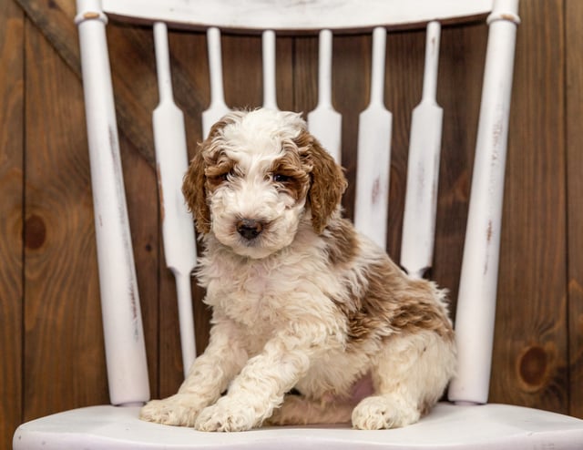 A picture of a Ziggy, one of our Mini Goldendoodles puppies that went to their home in California