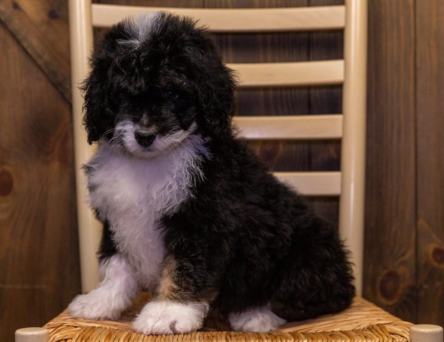 Yoda came from Percy and Bentley's litter of F1 Bernedoodles