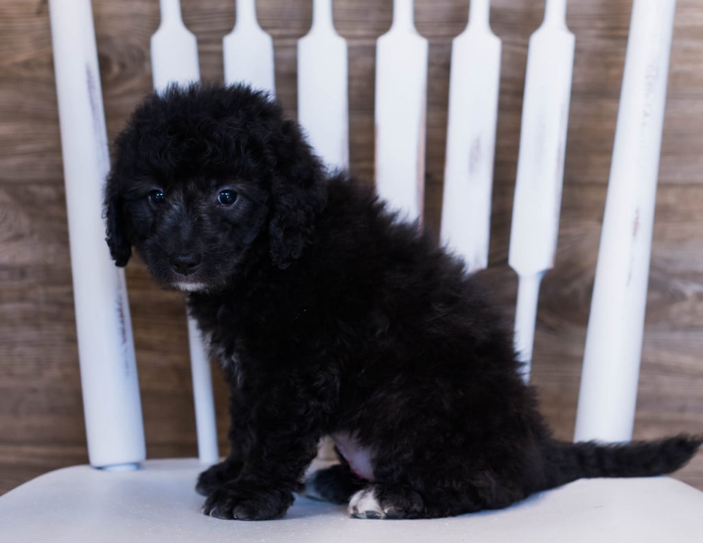 A picture of a Villa, one of our Mini Goldendoodles puppies that went to their home in Iowa
