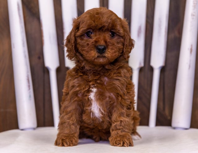 Unity came from Daisy and Taylor's litter of F1 Cavapoos