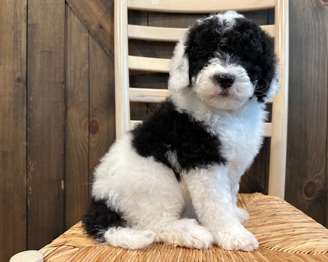 A picture of a Cecil, one of our Mini Sheepadoodles puppies that went to their home in Iowa