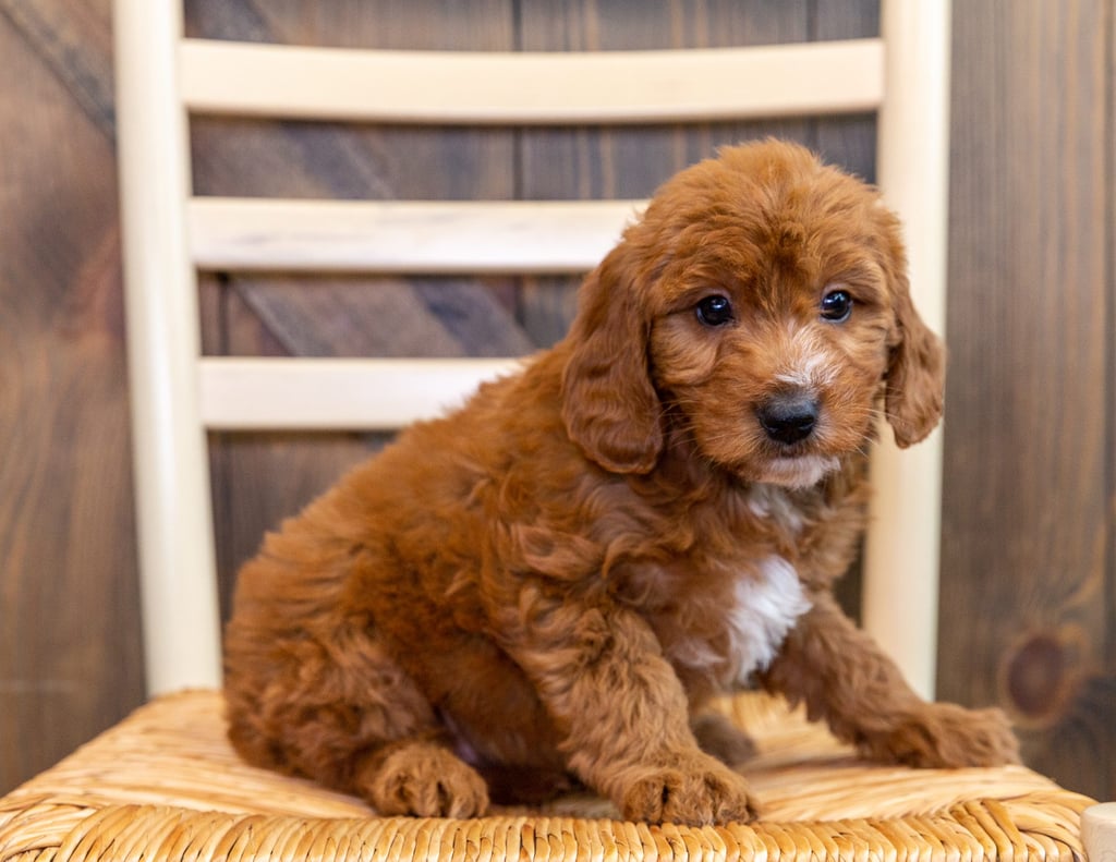 A picture of a Kathy, one of our Mini Goldendoodles puppies that went to their home in Kansas