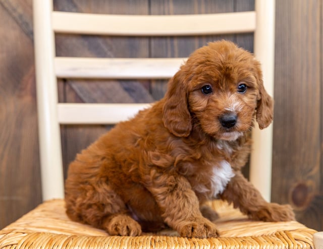 A picture of a Kathy, one of our Mini Goldendoodles puppies that went to their home in Kansas