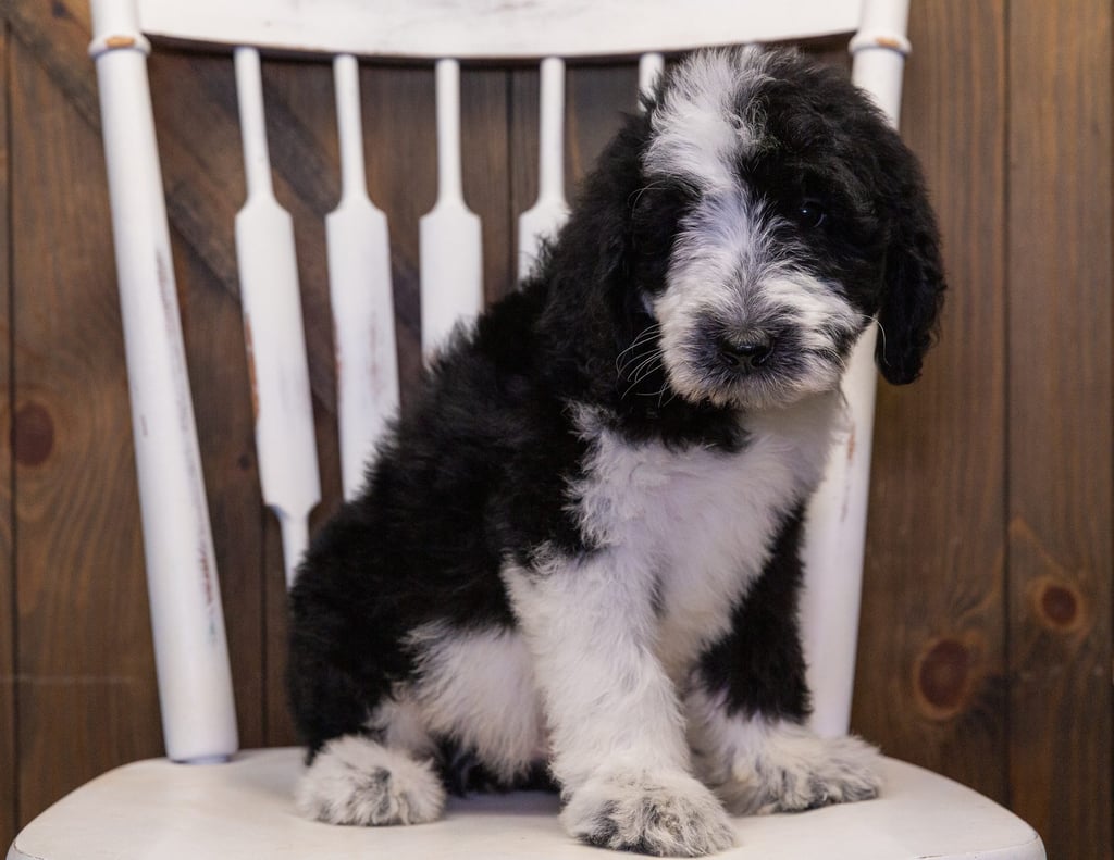 A picture of a Bama, one of our  Sheepadoodles puppies that went to their home in New Mexico