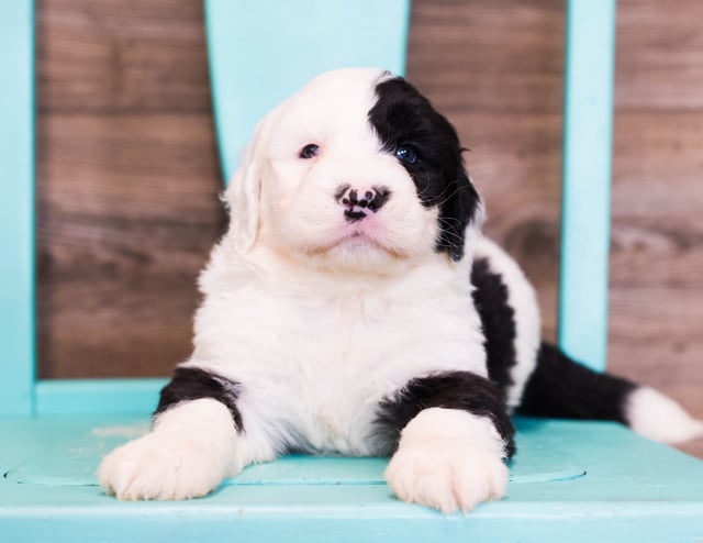 A picture of a Elijah, one of our Standard Sheepadoodles puppies that went to their home in Flordia