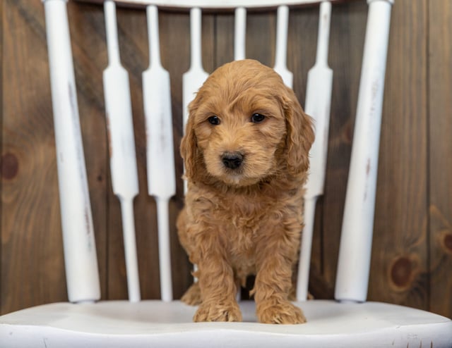 A picture of a Bentley, a gorgeous Mini Goldendoodles for sale