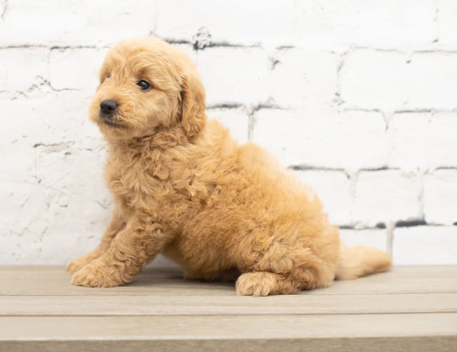 Yankor came from KC and Reggie's litter of F1 Goldendoodles