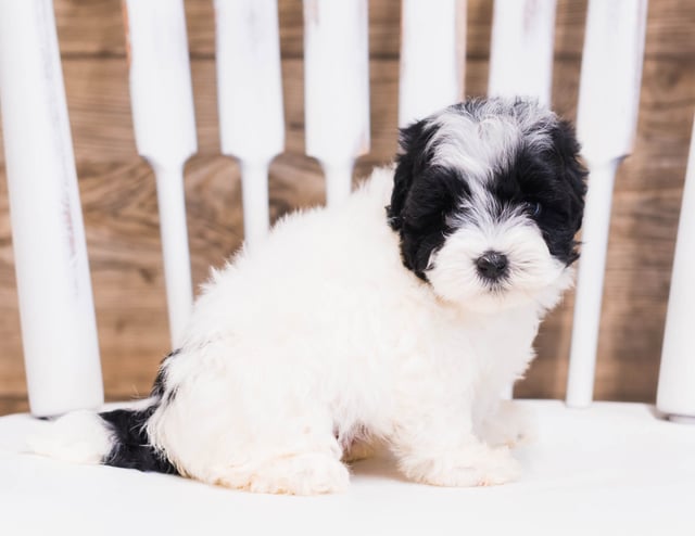 Quena is an F1B Sheepadoodle that should have  and is currently living in Massachusetts 