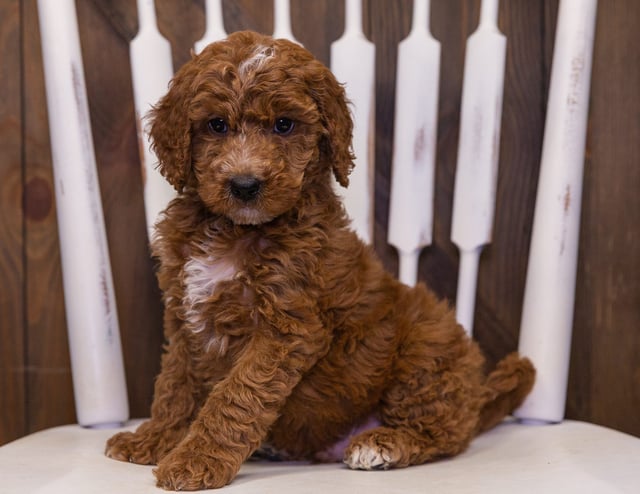 Ollie is an F2B Goldendoodle that should have  and is currently living in Minnesota