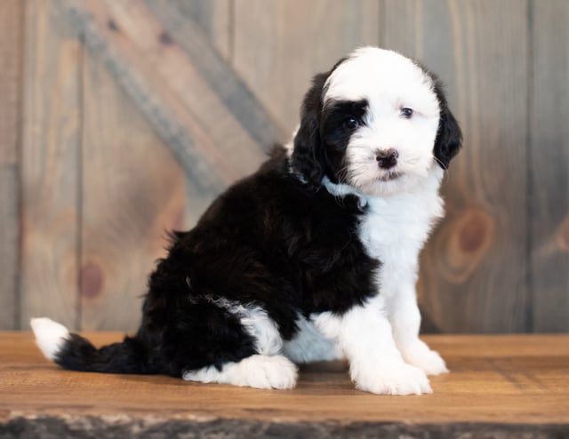 Gorgeous Mini Sheepadoodles available for sale!