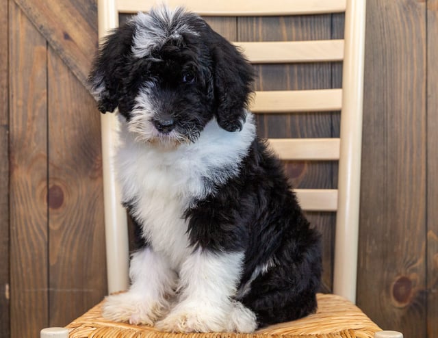 Isaac is an F1 Sheepadoodle that should have  and is currently living in South Dakota