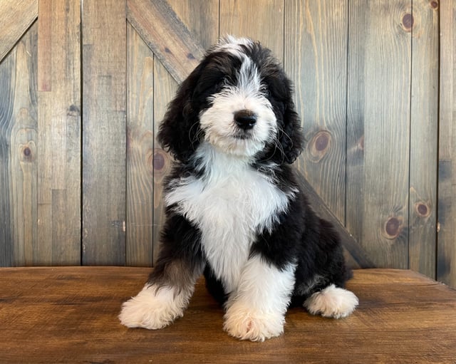 A picture of a Xandi, a gorgeous Standard Bernedoodles for sale