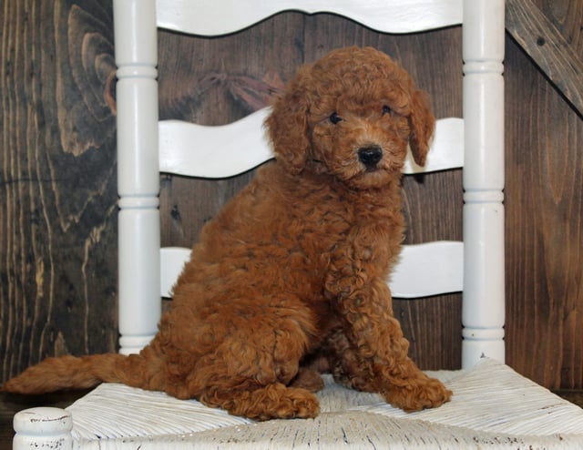 Ava is an F2B Goldendoodle that should have  and is currently living in Kansas