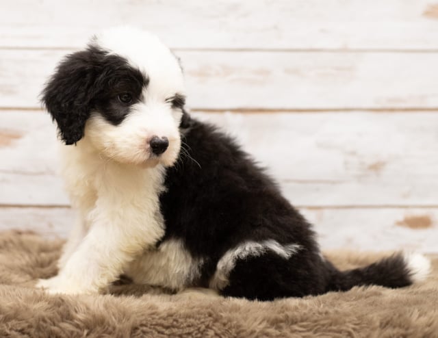 Miko is an F1 Sheepadoodle for sale in Iowa.