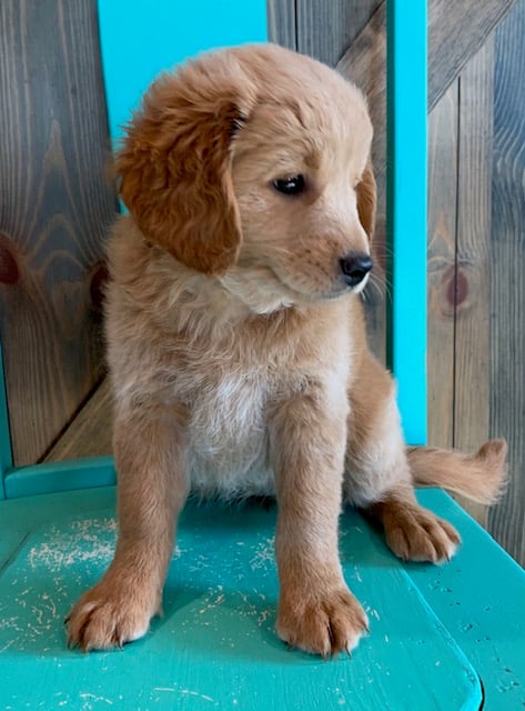 Another great picture of Fiji, a Goldendoodles puppy
