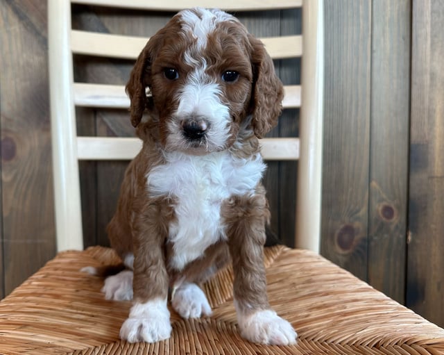 Flax is an F1B Goldendoodle that should have  and is currently living in Nebraska 