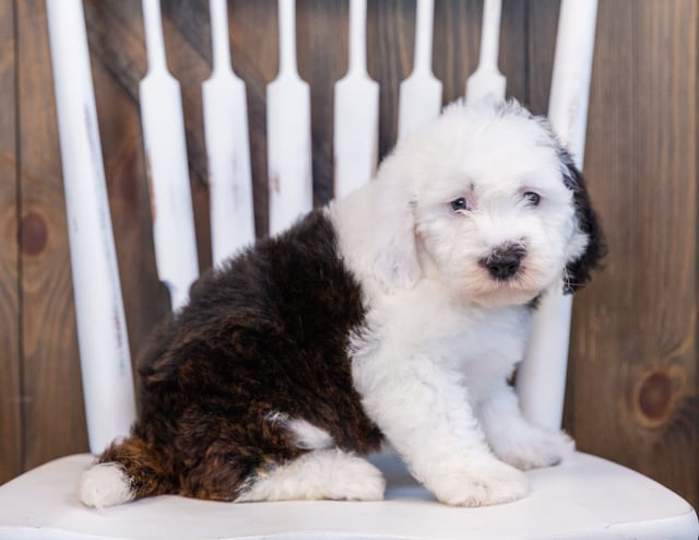 A picture of a Emma, one of our Mini Sheepadoodles puppies that went to their home in Wisconsin 