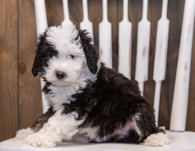 Tessa is an F1 Sheepadoodle that should have  and is currently living in California