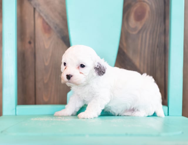 This litter of Cavapoos are of the F1B generation.