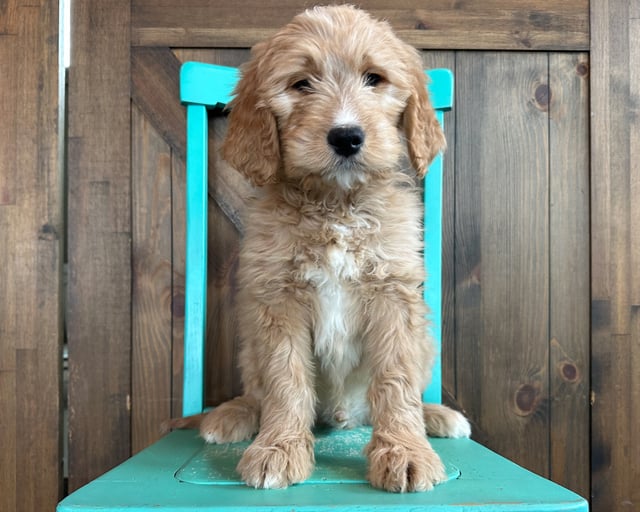 A picture of a Howard, one of our Standard Goldendoodles puppies that went to their home in Iowa 