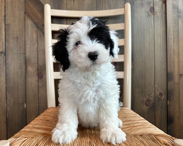 A picture of a Mike, one of our Mini Sheepadoodles puppies that went to their home in Nebraska