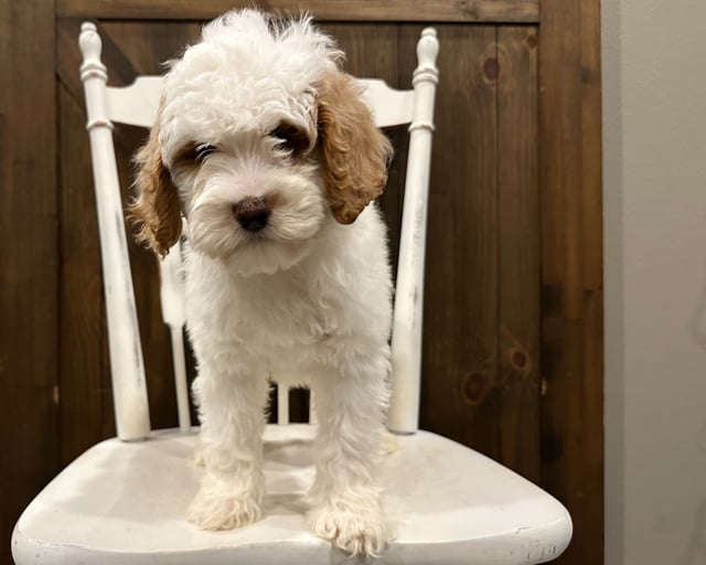 A picture of a Penny, one of our Standard Goldendoodles puppies that went to their home in Arkansas