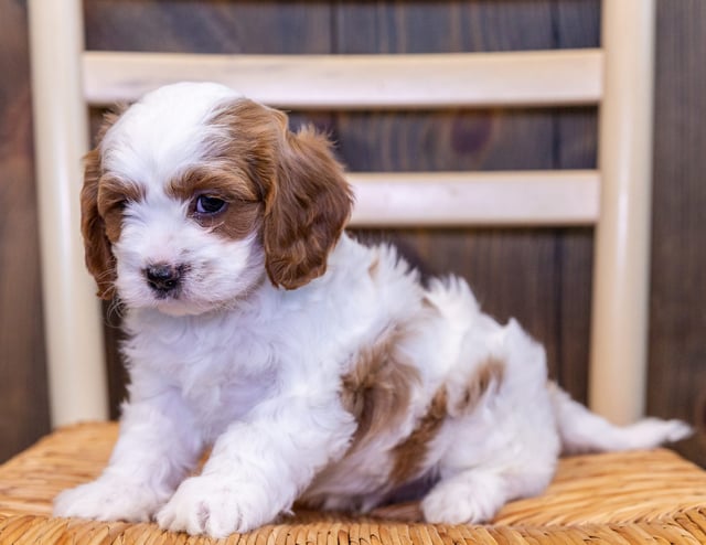 Vito is an F1 Cavapoo that should have  and is currently living in Rhode Island