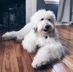 Standadrd Sheepadoodle