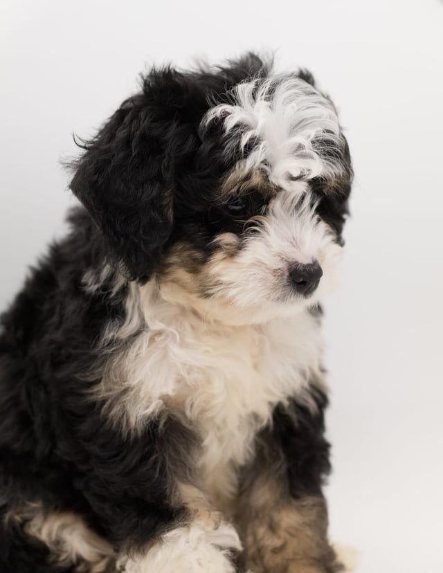 A picture of a Bean, a gorgeous  Bernedoodles for sale
