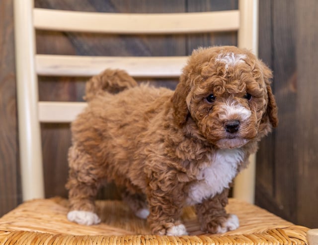 A picture of a Zoka, one of our Mini Goldendoodles puppies that went to their home in Minnesota