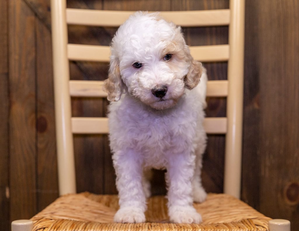 Our cute Standard Sheepadoodles available for sale!