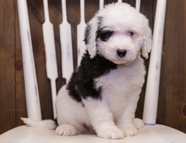 A picture of a Nani, one of our Standard Sheepadoodles puppies that went to their home in Georgia