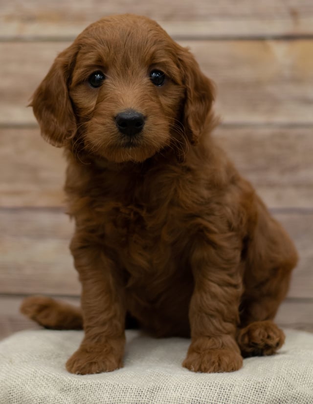 A picture of a Hope, one of our Mini Goldendoodles puppies that went to their home in Nebraska