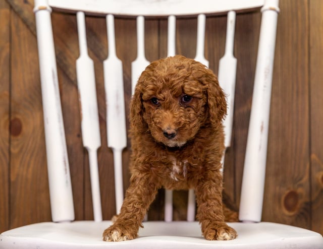 Zeke came from Leia and Zeke's litter of F1B Goldendoodles