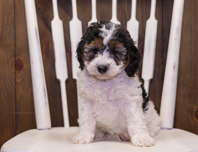 Misty is an F1B Bernedoodle that should have  and is currently living in Iowa