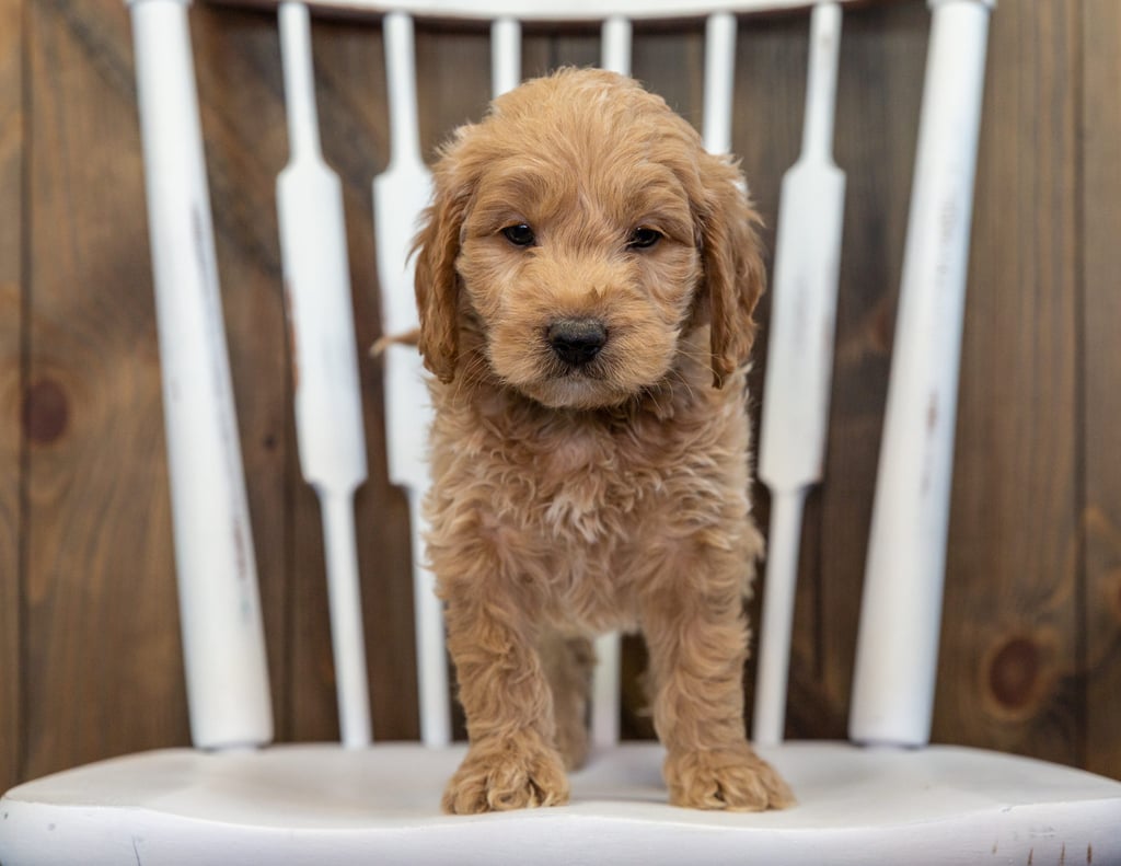 A picture of a Barkley, one of our Mini Goldendoodles for sale