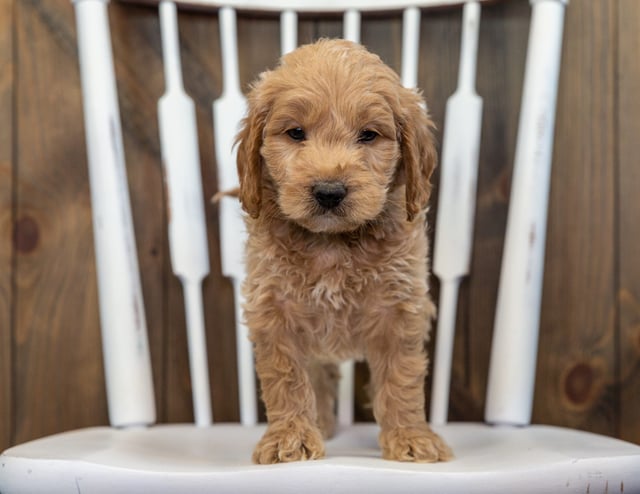 A picture of a Barkley, a gorgeous Mini Goldendoodles for sale