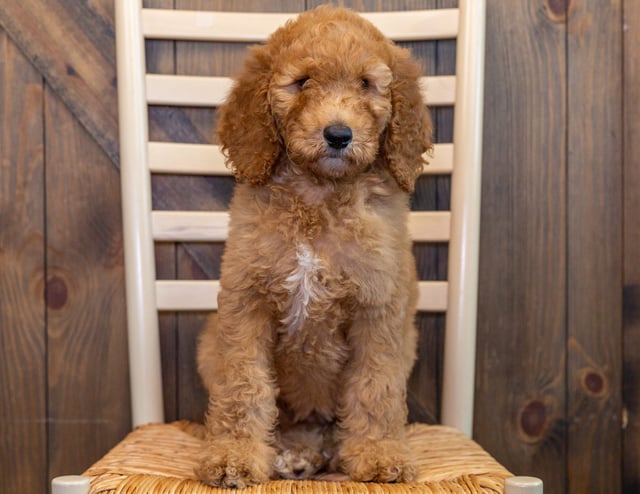 Reba came from Hadley and Scout's litter of F1BB Irish Doodles
