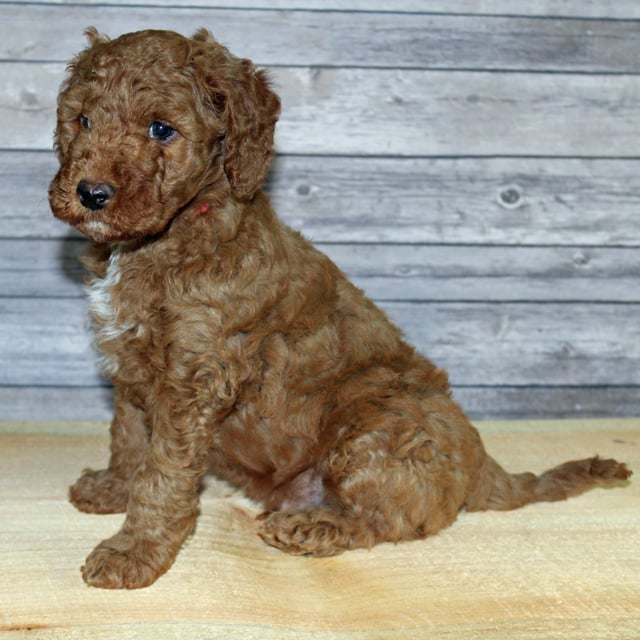 Yoshi is an F2B Irish Goldendoodle that should have  and is currently living in Texas