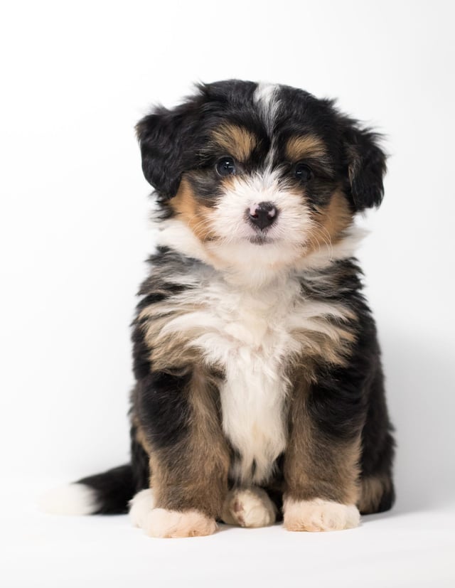 A picture of a Fredi, a gorgeous Mini Bernedoodles for sale