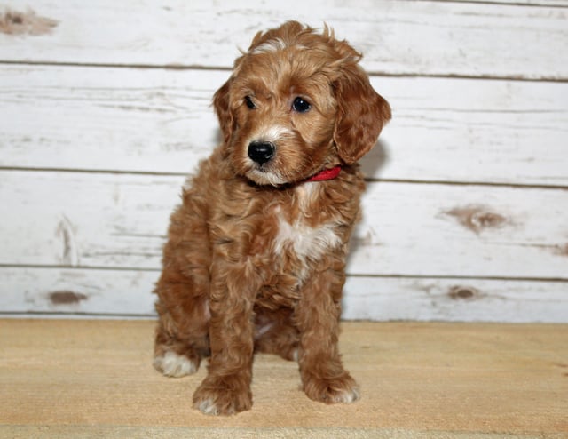 A picture of a Xia, one of our Mini Goldendoodles puppies that went to their home in Illinois