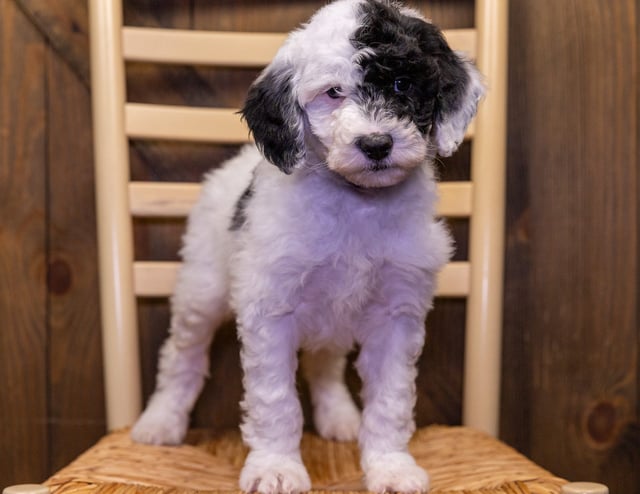 Vicky is an F1B Sheepadoodle for sale in Iowa.