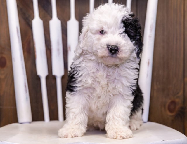 Sid came from Millie and Stanley's litter of F1 Sheepadoodles