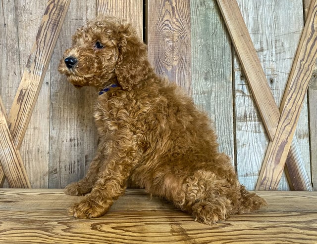 Mickey is an F1BB Goldendoodle that should have  and is currently living in Kansas