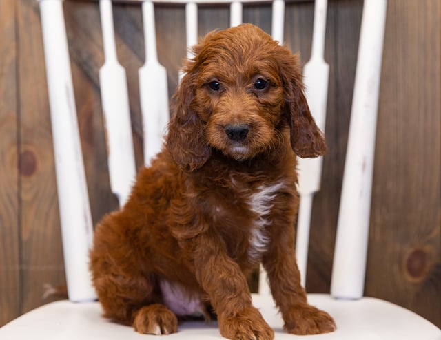 A picture of a King, one of our  Irish Doodles puppies that went to their home in Washington DC