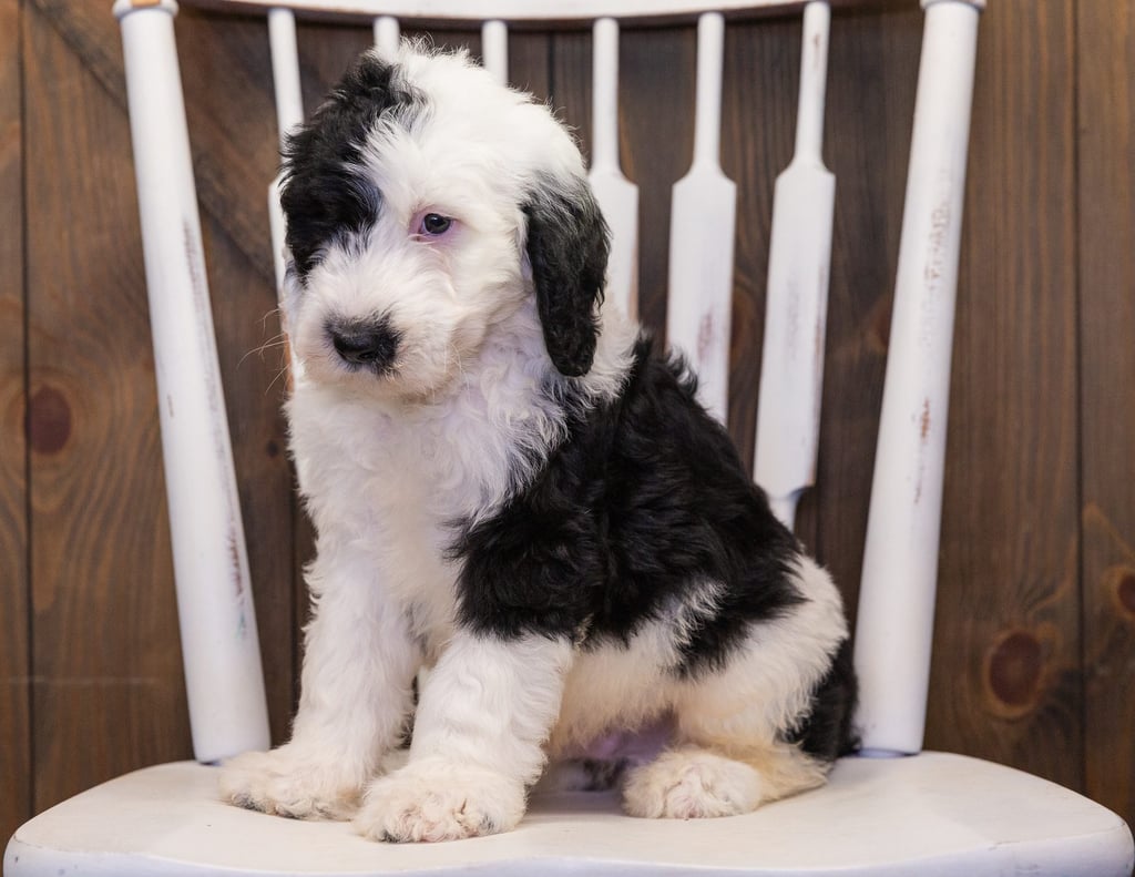 Baker is an F1 Sheepadoodle that should have  and is currently living in New York