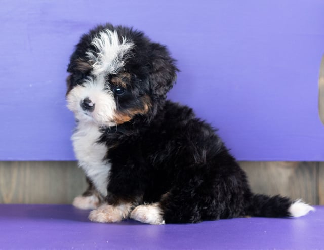 Zen came from Tyrell and Grimm's litter of F1 Bernedoodles